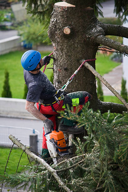 Best Tree and Shrub Care  in Quinnesec, MI